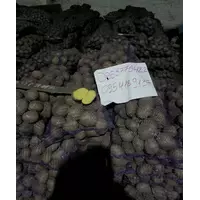 Продаем картофель оптом от производителя. Отборный картофель